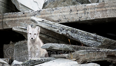 BB 13 0131 / Vulpes lagopus / Fjellrev